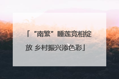 “南繁”睡莲竞相绽放 乡村振兴添色彩
