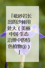 砒砂岩长出的沙棘用处大（美丽中国·生态治理中的特色植物③）