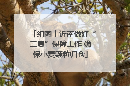 组图丨沂南做好“三夏”保障工作 确保小麦颗粒归仓