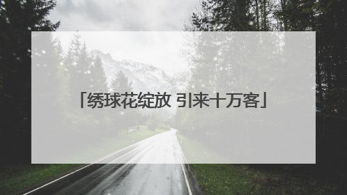 绣球花绽放 引来十万客