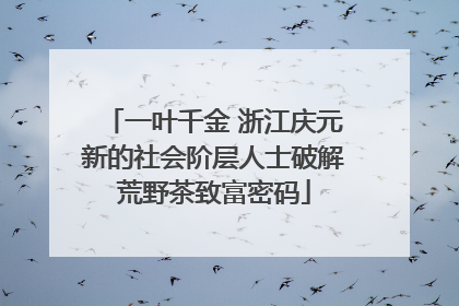 一叶千金 浙江庆元新的社会阶层人士破解荒野茶致富密码