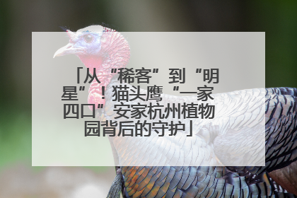 从“稀客”到“明星”！猫头鹰“一家四口”安家杭州植物园背后的守护
