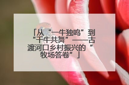 从“一牛独鸣”到“千牛共舞”——古渡河口乡村振兴的“牧场答卷”