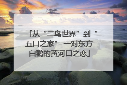 从“二鸟世界”到“五口之家” 一对东方白鹳的黄河口之恋