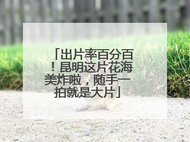 出片率百分百！昆明这片花海美炸啦，随手一拍就是大片