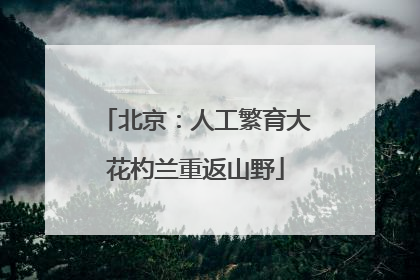 北京：人工繁育大花杓兰重返山野