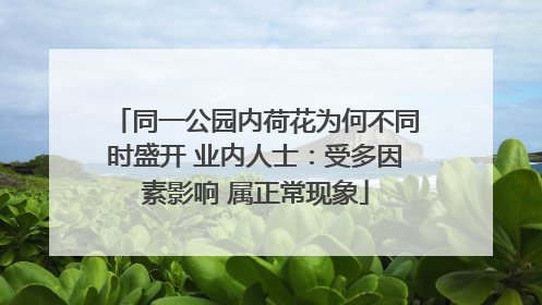 同一公园内荷花为何不同时盛开 业内人士：受多因素影响 属正常现象