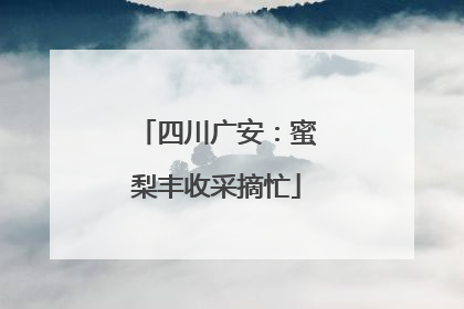四川广安：蜜梨丰收采摘忙