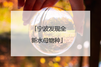 宁波发现全新水母物种
