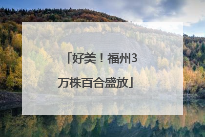 好美！福州3万株百合盛放