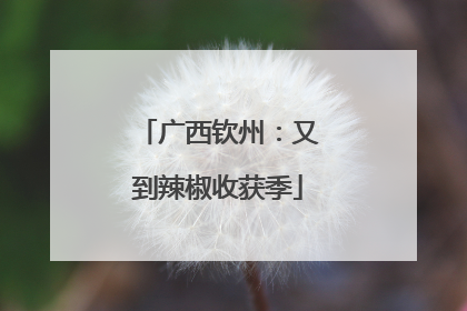 广西钦州：又到辣椒收获季