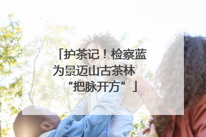 护茶记！检察蓝为景迈山古茶林 “把脉开方”