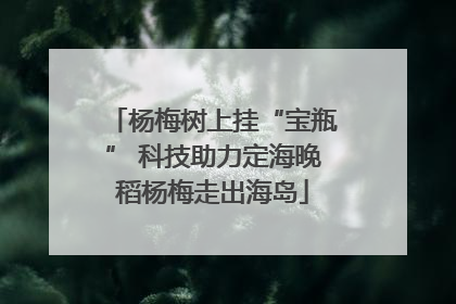 杨梅树上挂“宝瓶” 科技助力定海晚稻杨梅走出海岛