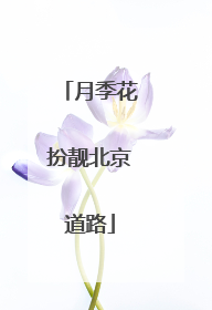 月季花扮靓北京道路