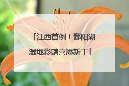 江西首例！鄱阳湖湿地彩鹮喜添新丁