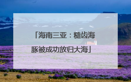 海南三亚：糙齿海豚被成功放归大海