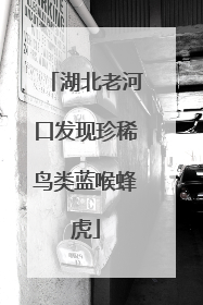 湖北老河口发现珍稀鸟类蓝喉蜂虎