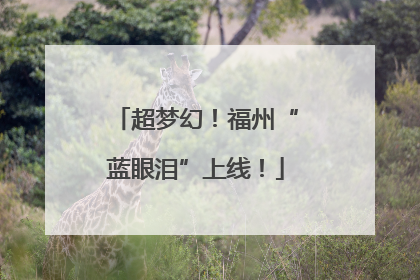 超梦幻！福州“蓝眼泪”上线！