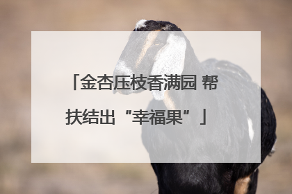 金杏压枝香满园 帮扶结出“幸福果”