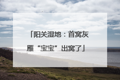 阳关湿地：首窝灰雁“宝宝”出窝了
