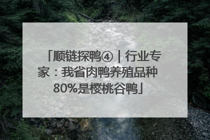 顺链探鸭④｜行业专家：我省肉鸭养殖品种80%是樱桃谷鸭