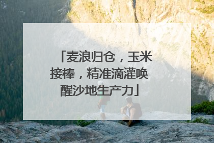 麦浪归仓，玉米接棒，精准滴灌唤醒沙地生产力